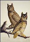 Great Horned Owl